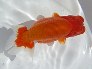 玉野錦鱗会　東取締　田中茂規　玉野