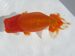 玉野錦鱗会　西取締　遠藤正一　浅口