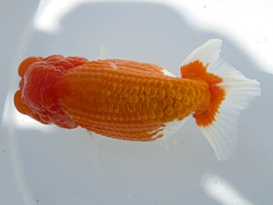 玉野錦鱗会　三宅　毅　玉野