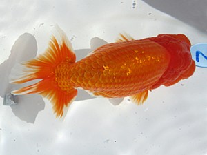 玉野錦鱗会　西大関　稲田文朗　真庭