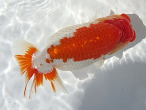 玉野錦鱗会　立行司　笹井史治　福山