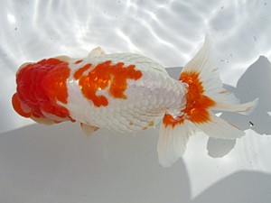 玉野錦鱗会　東取締　鈴木義信　児島