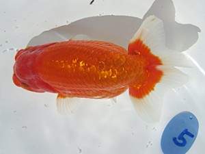 玉野錦鱗会　西取締　石田時蔵　玉野