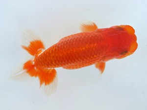 優らん会　東大関　藤田和久　敦賀