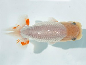 優らん会　西大関　藤田和久　敦賀