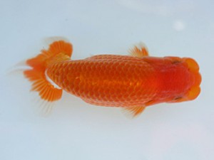 優らん会　取締二　藤田和久　敦賀