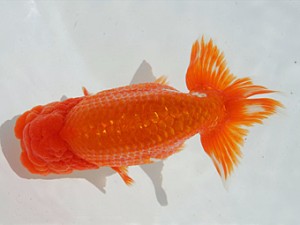 優らん会　東大関　橋本　満　飛騨