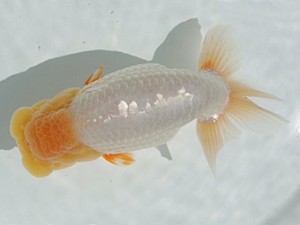 優らん会　西大関　藤田和久　敦賀