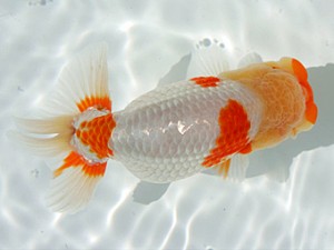 優らん会　取締一　藤田和久　敦賀