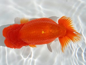 優らん会　東大関　藤田和久　敦賀