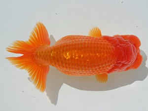 優らん会　西大関　村上竜也　富山