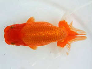 優らん会　藤田和久　敦賀