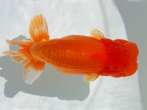 優らん会　取締一　藤田和久　敦賀