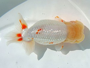 優らん会　取締二　浅田哲郎　京都