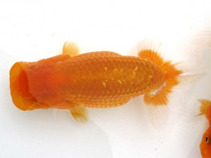 愛魚会　千葉　佐倉正信