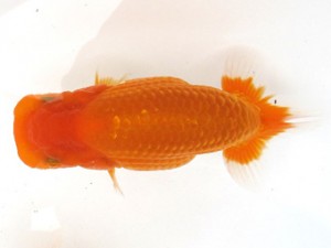 愛魚会　西大関　千葉　佐倉正信