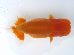 愛魚会　立行司　足立区　林 和明