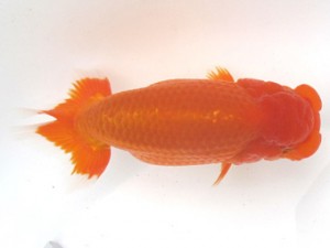 愛魚会　取締一　神奈川　矢作雄一