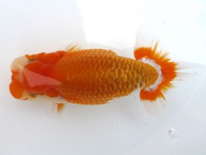 愛魚会　取締二　板橋　角田 有