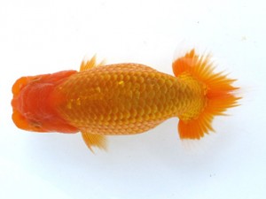 愛魚会　足立区　登嶋秀法