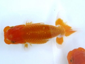 愛魚会　西大関　足立区　田口吉晴