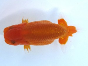 愛魚会　立行司　足立区　林 和明