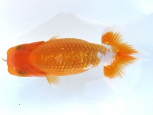 愛魚会　取締一　埼玉　内田 實