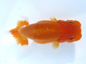 愛魚会　取締二　足立区　小泉順一