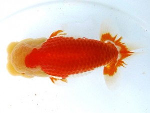 愛魚会　東大関　武蔵村山市　松本和正