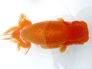 愛魚会　西大関　千葉　布川幸一郎