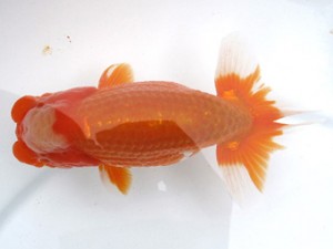 愛魚会　立行司　千葉　大屋智照