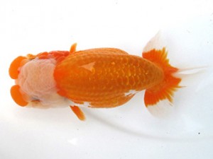 愛魚会　取締一　千葉　深井利靖