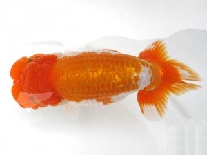 愛魚会　取締二　埼玉　中村芳雄