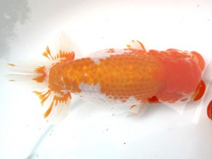 愛魚会　東大関　足立区　登嶋秀法