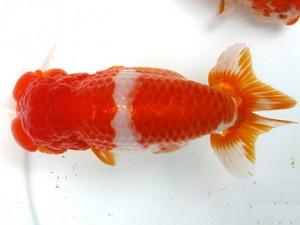 愛魚会　西大関　台東区　三宅雅也