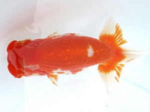 愛魚会　立行司　神奈川　鳴海 満