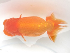 愛魚会　取締一　足立区　登嶋秀法