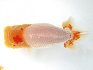 愛魚会　取締二　足立区　目黒康弘