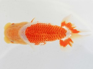 木乃国らんちゅう愛好会　東大関　伏木寿一　御坊市