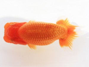 木乃国らんちゅう愛好会　西大関　伏木寿一　御坊市