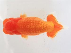 木乃国らんちゅう愛好会　立行司　近田義高　御坊市