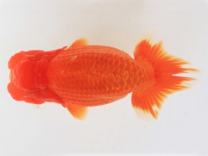 木乃国らんちゅう愛好会　取締一　内田　扶　御坊市