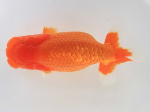 木乃国らんちゅう愛好会　取締二　近田義高　御坊市