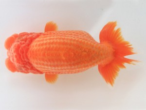 木乃国らんちゅう愛好会　東大関　近田義高　御坊市