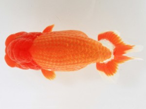 木乃国らんちゅう愛好会　西大関　近田義高　御坊市