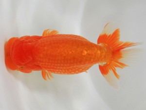 木乃国らんちゅう愛好会　東大関　権神政敏　御坊市