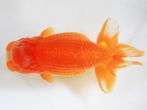 木乃国らんちゅう愛好会　西大関　牧　敬剛　新宮市