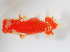 木乃国らんちゅう愛好会　牧　敬剛　新宮市