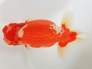 木乃国らんちゅう愛好会　取締一　宮本芳明　御坊市