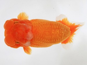 木乃国らんちゅう愛好会　取締二　前田　隆　由良町